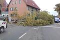 Orkanböen haben in Gerolzhofen an der evangelischen Kirche eine große Platane umgeworfen, die ihrerseits dann die benachbarte Verkehrsampel zerstörte.