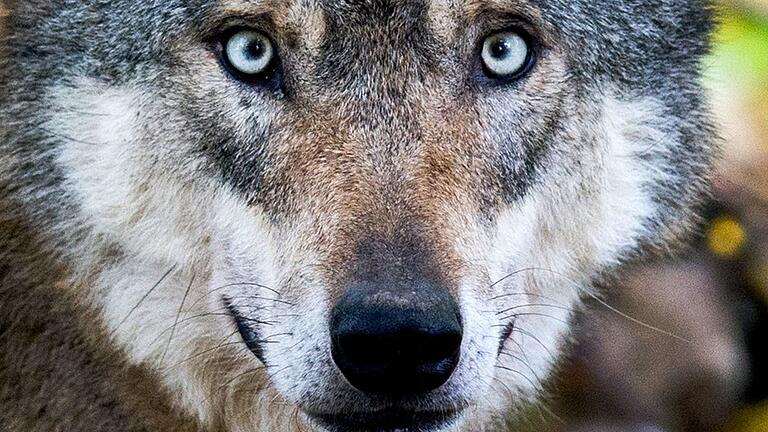Wolf in der Rhön - Wolf in der Rhön (Symbolbild) Wolf in der Rhön - Wolf in der Rhön (Symbolbild)