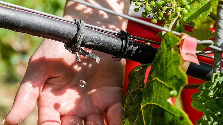 Wertvolle Tropfen: Viele Weinberge in Franken werden bereits künstlich bewässert. Ein Pilotprojekt fördert nun auch Anlagen in Iphofen und Nordheim.