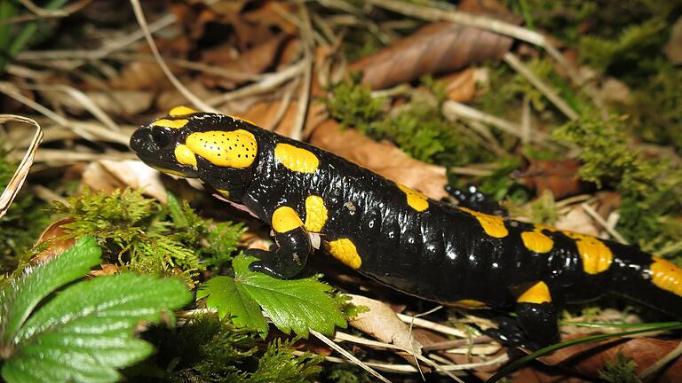 Nicht zuletzt durch die bei Kindern beliebte Figur des Lurchi ist der schwarz-gelbe Feuersalamander für viele Menschen auf den ersten Blick zu erkennen. Ein tödlicher Hautpilz bedroht dessen Bestände im Steigerwald.