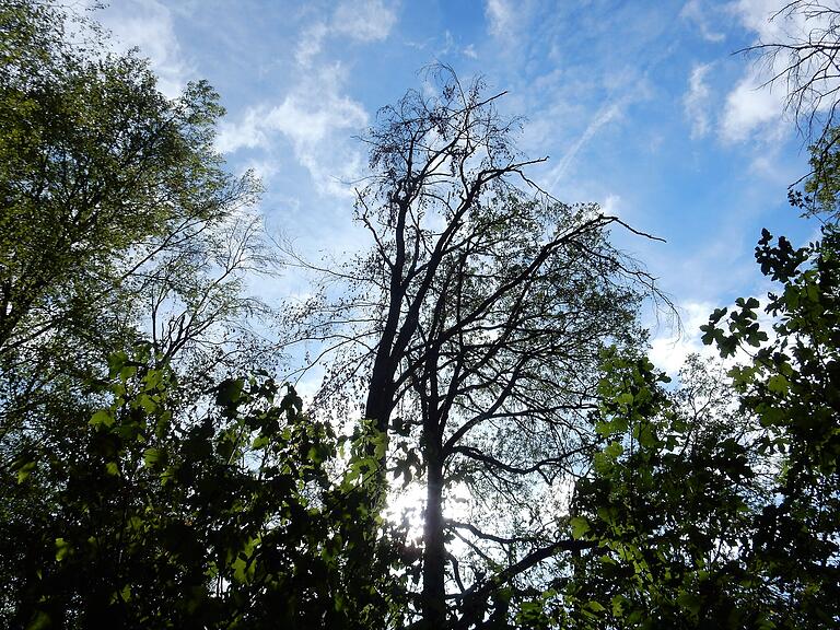 Buchensterben in einem Wald bei Brebersdorf. Vor der Hitze und der Trockenheit des Sommers 2019 galten die Bäume als stabil.