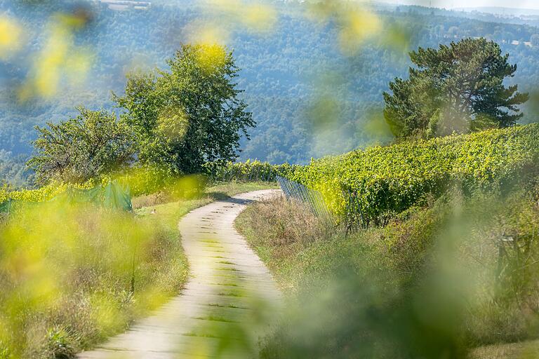 Bei Wertheim geht's auf wunderschönen Wegen mitten durch die Weinberge. Bei Wertheim geht's auf wunderschönen Wegen mitten durch die Weinberge.