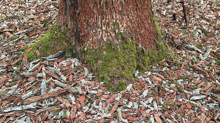 Viele Rindenstücke auf dem Waldboden zu Füßen von Eichen deuten auf einen Befall mit dem Prachtkäfer hin. Diesen Befall hat Fabian Ehrlicher im Niederläurer Gemeindewald dokumentiert.