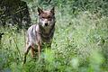 Wolf       -  Die umstrittene Wolfsverordnung in Bayern ist erneut in Kraft. (Archivbild)