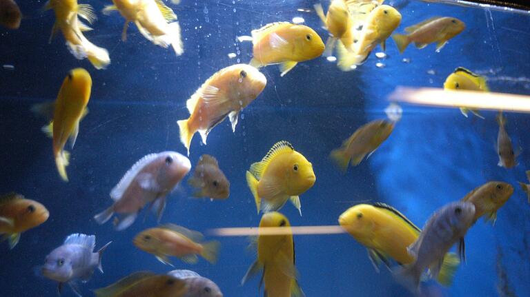 Ein kleiner Schwarm von Buntbarschen im Aquarium. In freier Wildbahn kommen sie nur im Malawi-See in Ostafrika vor. Ein kleiner Schwarm von Buntbarschen im Aquarium. In freier Wildbahn kommen sie nur im Malawi-See in Ostafrika vor. 