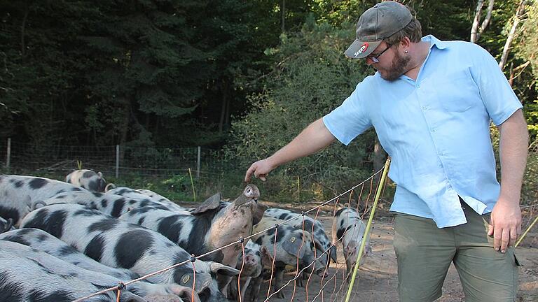 Die rund 50 Mastschweine von Tobias Pfenning leben auf einem Feld bei Schollbrunn.