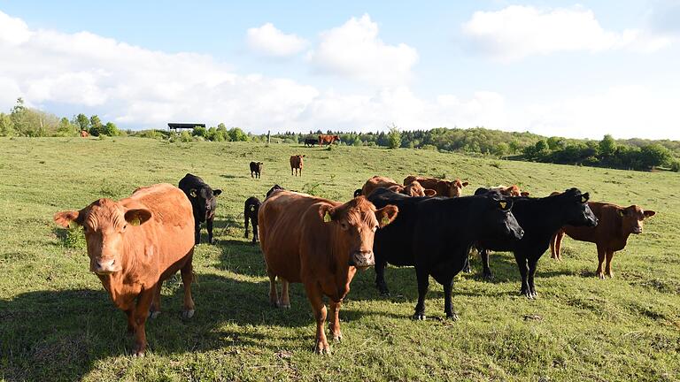 Mit 50 Angus-Rinder betreibt Gerold Ort aus Hambach Landschaftspflege auf dem Brönnhof. Mit den Bio-Lust-Aktionstagen der Ökomodellregion Oberes Werntal will der Landwirt-Meister nun auch in die regionale Vermarktung des hochwertigen Fleisches einsteigen. Mit 50 Angus-Rinder betreibt Gerold Ort aus Hambach Landschaftspflege auf dem Brönnhof. Mit den Bio-Lust-Aktionstagen der Ökomodellregion Oberes Werntal will der Landwirt-Meister nun auch in die regionale Vermarktung des hochwertigen Fleisches einsteigen.