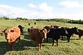 Mit 50 Angus-Rinder betreibt Gerold Ort aus Hambach Landschaftspflege auf dem Brönnhof. Mit den Bio-Lust-Aktionstagen der Ökomodellregion Oberes Werntal will der Landwirt-Meister nun auch in die regionale Vermarktung des hochwertigen Fleisches einsteigen.