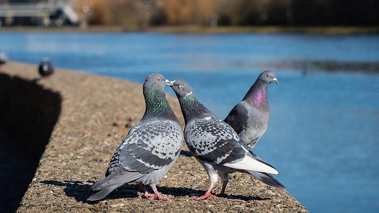 Schnäbelnde Tauben an der Schweinfurter Gutermannpromenade.