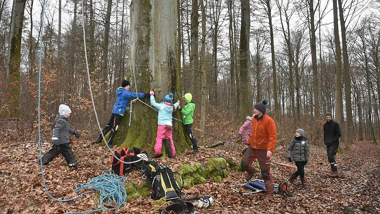 Es brauchte sechs Kinder, um die alte Königsbuche zu umfassen. Vor wenigen Wochen fiel das Naturdenkmal einem Sturm zum Opfer, da es in seinem Kern völlig vom Hallimasch-Pilz zersetzt war. Es brauchte sechs Kinder, um die alte Königsbuche zu umfassen. Vor wenigen Wochen fiel das Naturdenkmal einem Sturm zum Opfer, da es in seinem Kern völlig vom Hallimasch-Pilz zersetzt war.