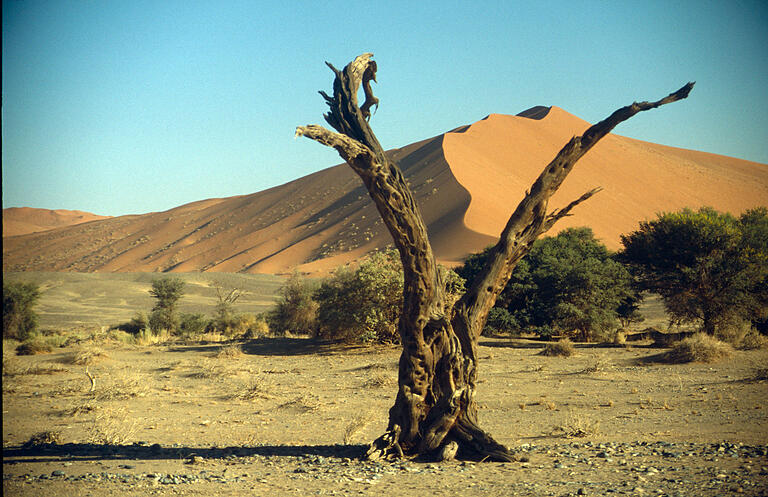 Ein beliebtes Fotomotiv sind die Sanddünen der Sossusvlei im Namib-Naukluft-Park in der Namibwüste. Diese Wüste erstreckt sich über die gesamte Küstenlandschaft Namibias. Die Dünen der Sossusvlei zählen zu den höchsten der Welt. Ein beliebtes Fotomotiv sind die Sanddünen der Sossusvlei im Namib-Naukluft-Park in der Namibwüste. Diese Wüste erstreckt sich über die gesamte Küstenlandschaft Namibias. Die Dünen der Sossusvlei zählen zu den höchsten der Welt.