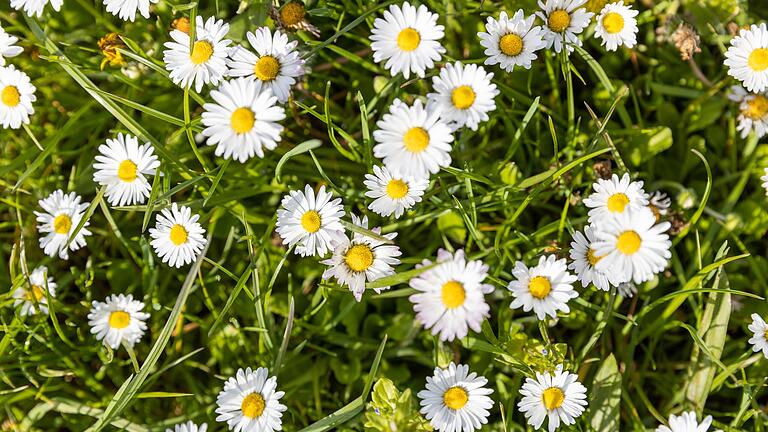 Gänseblümchen findet man das ganze Jahr über auf Wiesen und sonnigen Plätzen. Gänseblümchen findet man das ganze Jahr über auf Wiesen und sonnigen Plätzen.