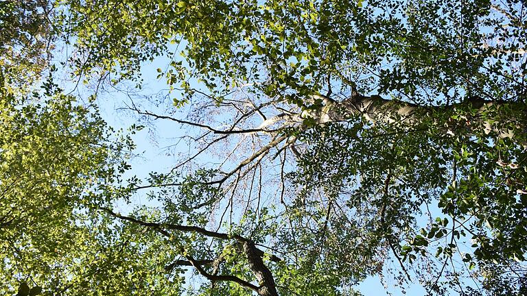 Bedrohte Idylle: Neben der Fichte leiden auch andere Baumarten wie Buche, Eiche und Kiefer bereits unter den sich ändernden Klimabedingungen.