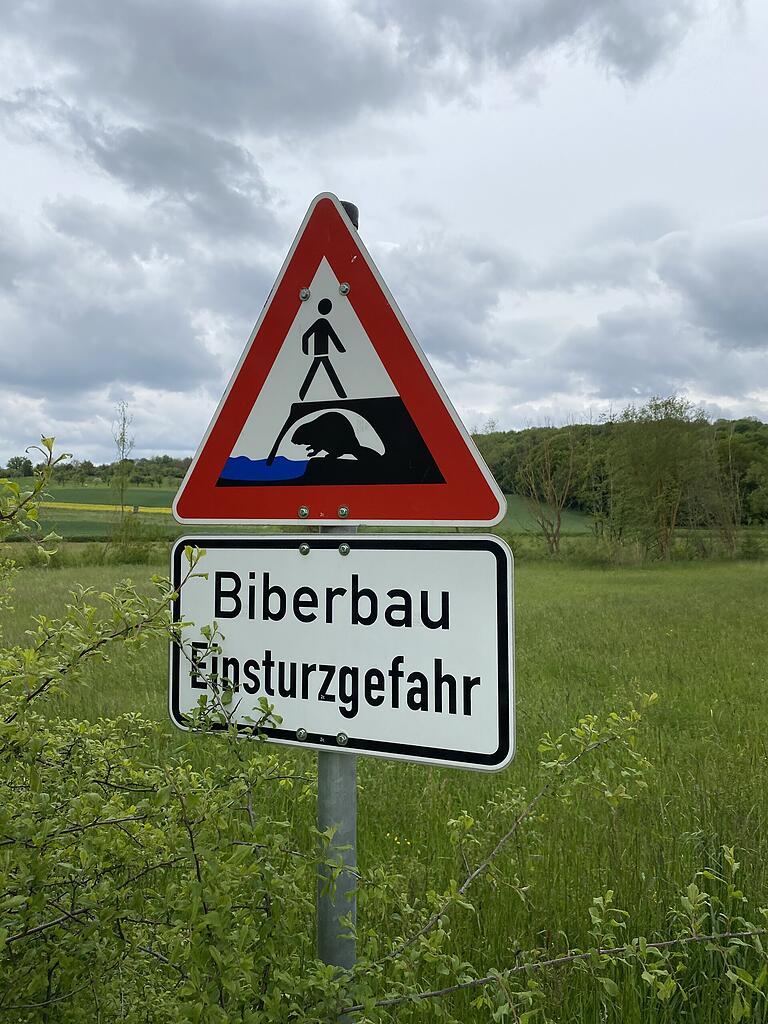 Biber sind im Landkreis Würzburg an vielen Stellen heimisch und fühlen sich wohl. In der Nähe von Biberburgen gilt Vorsicht und Umsicht. Biber sind im Landkreis Würzburg an vielen Stellen heimisch und fühlen sich wohl. In der Nähe von Biberburgen gilt Vorsicht und Umsicht.