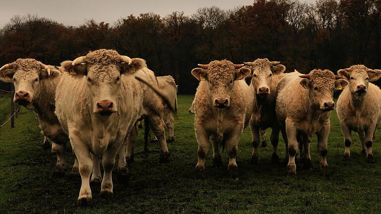 Der Waldhof bei Hellmitzheim hat sich auf französische Charolais-Rinder spezialisiert. Der Waldhof bei Hellmitzheim hat sich auf französische Charolais-Rinder spezialisiert.