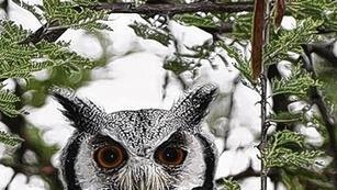 Fantastische Fauna