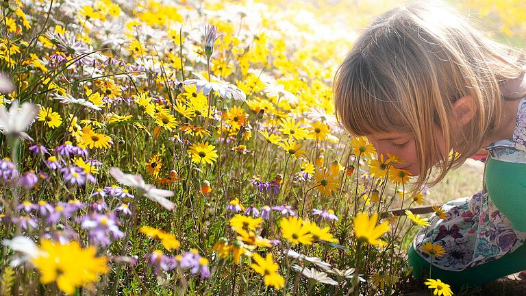 Ein Kind betrachtet eine Blumenwiese mit weißen, gelben und lila Wildblumen. Ein Kind betrachtet eine Blumenwiese mit weißen, gelben und lila Wildblumen. 