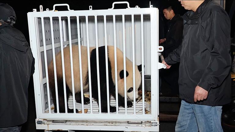 Riesenpanda auf dem Weg von China in die USA       -  Bao Li