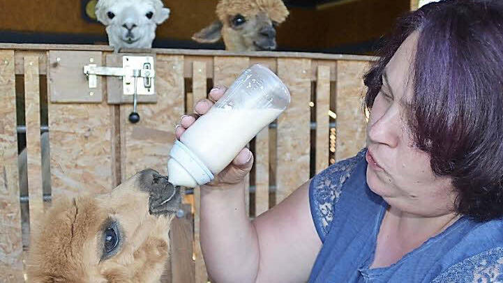 Sonja Wehner ist gerade dabei, Jungtier Jada zu füttern, was zwei ältere Alpakas neugierig verfolgen. Die Begeisterung für die Tiere wurde bei einem Urlaub am Bodensee entfacht. Fotos: Kathrin Kupka-Hahn - Sonja Wehner ist gerade dabei, Jungtier Jada zu füttern, was zwei ältere Alpakas neugierig verfolgen. Die Begeisterung für die Tiere wurde bei einem Urlaub am Bodensee entfacht. Fotos: Kathrin Kupka-Hahn Sonja Wehner ist gerade dabei, Jungtier Jada zu füttern, was zwei ältere Alpakas neugierig verfolgen. Die Begeisterung für die Tiere wurde bei einem Urlaub am Bodensee entfacht. Fotos: Kathrin Kupka-Hahn - Sonja Wehner ist gerade dabei, Jungtier Jada zu füttern, was zwei ältere Alpakas neugierig verfolgen. Die Begeisterung für die Tiere wurde bei einem Urlaub am Bodensee entfacht. Fotos: Kathrin Kupka-Hahn