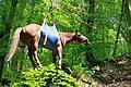 Ein Pferd musste bei Weickersgrüben aus einer Schlucht gerettet werden.