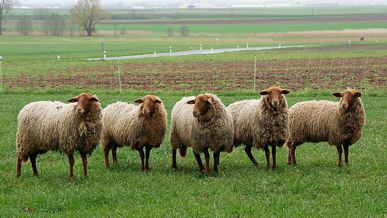 Bis zum Ostermontag standen sechs dieser jungen Schafe auf der eingezäunten Weide zwischen Bergtheim und Dipbach. Nun sind es nur noch fünf Tiere.