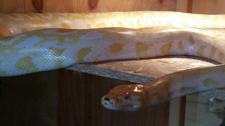 Der seit Anfang der Woche verschwundene Tigerpython eines Zeiler Schlangenhalters wurde am Donnerstag wiedergefunden. Der seit Anfang der Woche verschwundene Tigerpython eines Zeiler Schlangenhalters wurde am Donnerstag wiedergefunden.