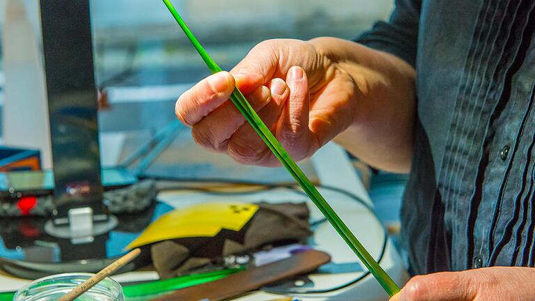 Mit dem Fingernagel wird der Strohhalm aufgebrochen. Mit dem Fingernagel wird der Strohhalm aufgebrochen.