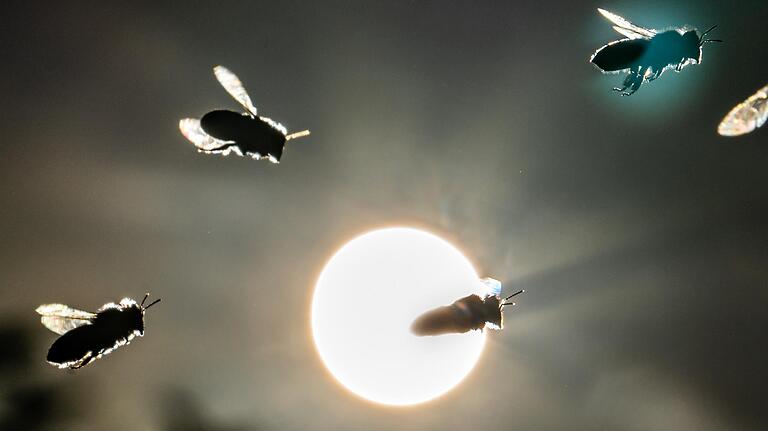 Bienen kehren vor der tief stehenden Sonne auf dem Lohrberg in ihren Korb zurück. Bienen kehren vor der tief stehenden Sonne auf dem Lohrberg in ihren Korb zurück. 