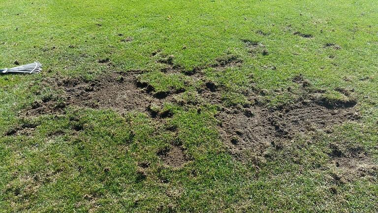 Auch beim SSV Kitzingen zerstörten die Krähen den Rasen. Auch beim SSV Kitzingen zerstörten die Krähen den Rasen.
