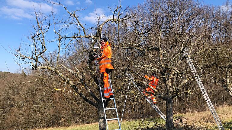 Der Baumschnittkurs der ILE soll dem Naturschutz dienen. An der Schulung nahmen Bauhofmitarbeiter mehrerer Gemeinden teil. Der Baumschnittkurs der ILE soll dem Naturschutz dienen. An der Schulung nahmen Bauhofmitarbeiter mehrerer Gemeinden teil.