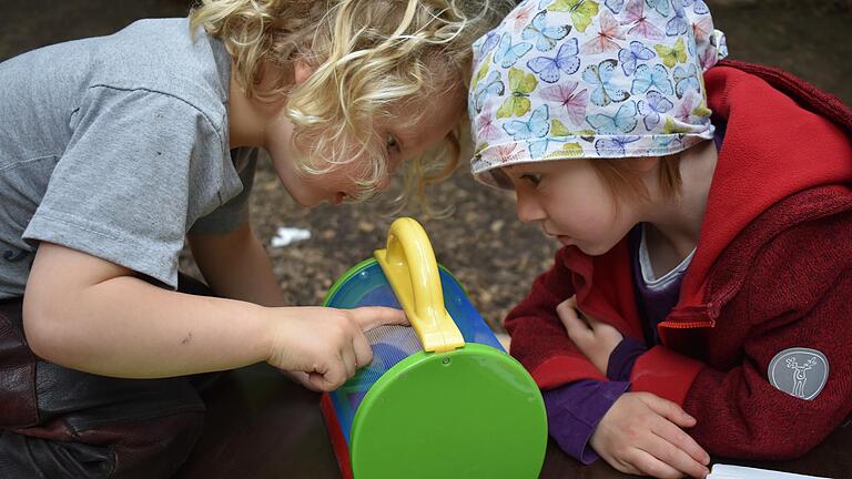 Neugierig begutachten diese beiden Kinder aus dem Waldkindergarten Gerolzhofen ein Tier im Insektenkäfig. Neugierig begutachten diese beiden Kinder aus dem Waldkindergarten Gerolzhofen ein Tier im Insektenkäfig.