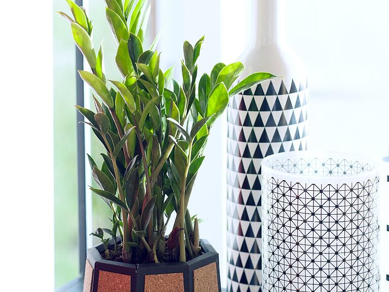 Die Zamioculcas wird auch Glücksfeder genannt. Die aufrechten fleischigen Stiele mit den kleinen abstehenden Blättern sehen entfernt wie Federn aus. Die Zamioculcas wird auch Glücksfeder genannt. Die aufrechten fleischigen Stiele mit den kleinen abstehenden Blättern sehen entfernt wie Federn aus.