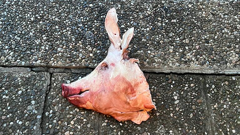 Im Vorjahr lag dieser Schweinekopf vor dem Haus des Bürgermeisters von Hendungen (Landkreis Rhön-Grabfeld). Ein Angeklagter hatte nun vor dem Amtsgericht in Gemünden gestanden, einen ähnlichen Kopf im Dezember 2021 vor der Haustür der Geschädigten platziert zu haben. (Archivfoto) Im Vorjahr lag dieser Schweinekopf vor dem Haus des Bürgermeisters von Hendungen (Landkreis Rhön-Grabfeld). Ein Angeklagter hatte nun vor dem Amtsgericht in Gemünden gestanden, einen ähnlichen Kopf im Dezember 2021 vor der Haustür der Geschädigten platziert zu haben. (Archivfoto)