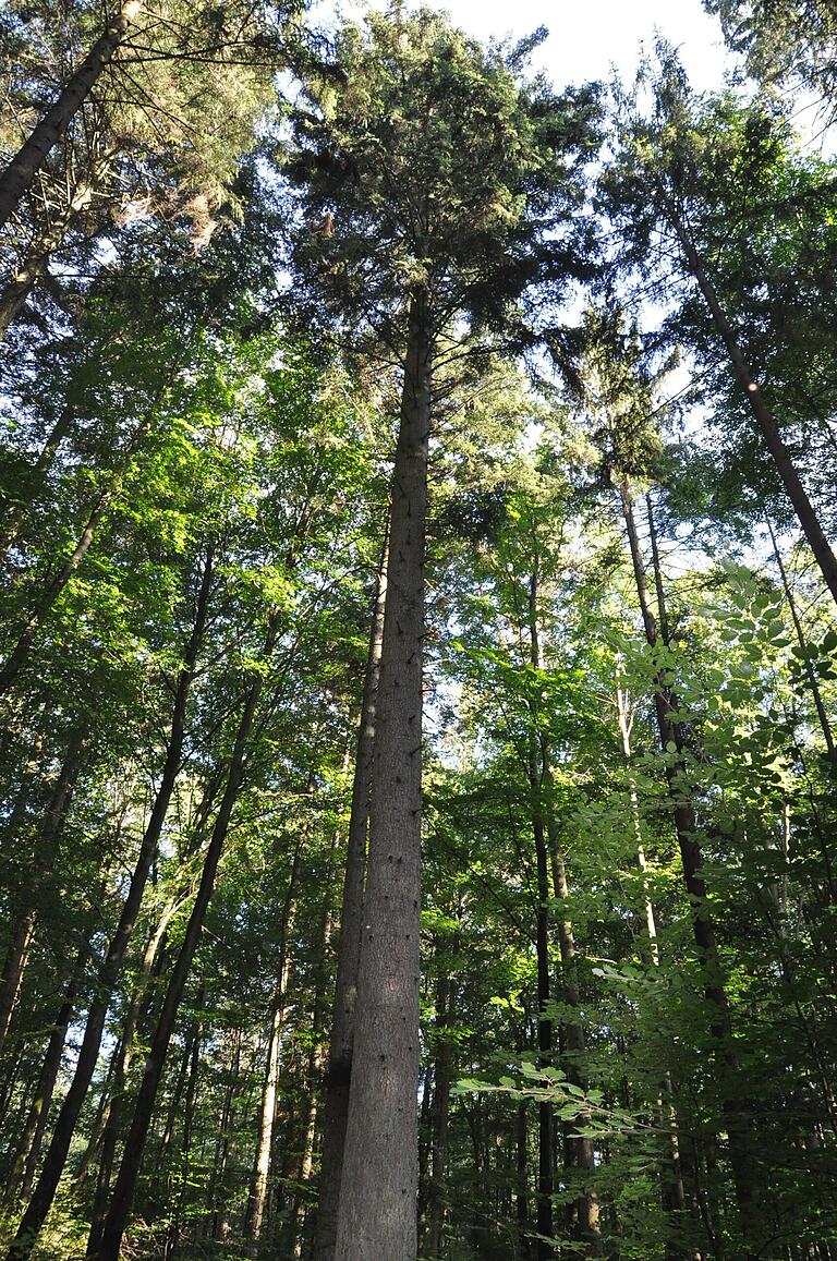 Bis zu 40 Meter hohe Weißtannen stehen im Gemeindewald Ermershausen. Bis zu 40 Meter hohe Weißtannen stehen im Gemeindewald Ermershausen.