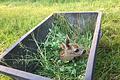 Haben die Ehrenamtlichen der Rehkitz-Rettung Untefranken per Drohne und Wärmebildkamera ein Kitz aufgefunden, kommt der Nachwuchs in eine mit Gras gefüllte Wanne. Beim Auffinden müssen die Helfer stets Einweghandschuhe tragen, damit das Kitz nicht mit menschlichem Geruch in Verbindung kommt.