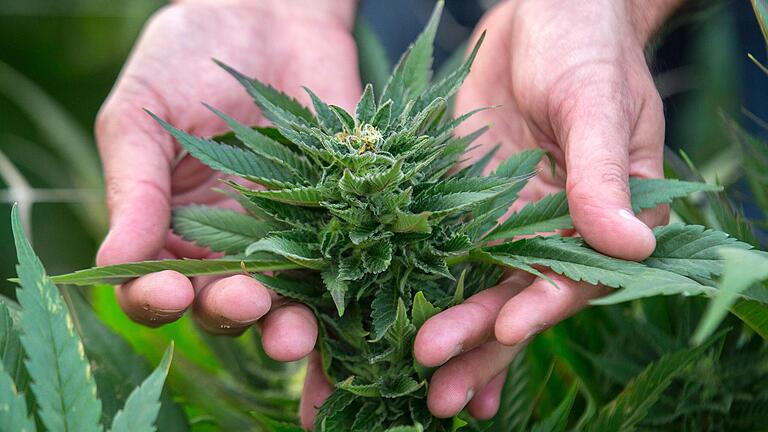 Seit März 2017 gibt es in Deutschland medizinisches Cannabis auf Rezept. Die Nachfrage steigt seitdem rasant. Seit März 2017 gibt es in Deutschland medizinisches Cannabis auf Rezept. Die Nachfrage steigt seitdem rasant.