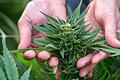 Seit März 2017 gibt es in Deutschland medizinisches Cannabis auf Rezept. Die Nachfrage steigt seitdem rasant.