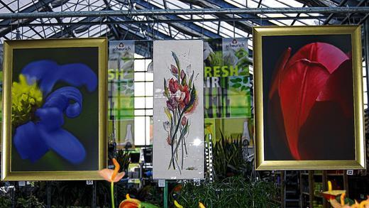 Doppelte Blütenpracht im Pflanzenmarkt       -  (lip)   Die erste Bilder- und Fotoausstellung ist bis Ende Februar im Pflanzenmarkt Schlereth in Garitz zu sehen. Sowohl die Makrofotografien von Egon Schlott als auch die Aquarelle von Mona Thiel zeigen ausschließlich Blumenmotive. Insgesamt 55 Kunstwerke fügen sich harmonisch in die Pflanzenwelt ein. &bdquo;Manche Kunden denken, dass es Dekoration ist&ldquo;, sagt Dieter Schlereth. Mit dieser Premieren-Ausstellung will der Geschäftsinhaber in den ruhigen Monaten im Herbst und Winter eine kleine Abwechslung bieten. Der Fotograf Egon Schlott hat sich auf Details von Pflanzen spezialisiert. Mal ist es ein Stempel, mal ein eingerolltes Blütenblatt, mal ein Tropfen auf Bambusgras. Das wirkt verfremdend, so dass man fast raten muss, welche Blume sich dahinter verbirgt. Der 66-jährige Fotograf bearbeitet seine Fotografien nicht am Computer. Ganz anders strukturiert sind die Aquarelle von Mona Thiel. Es sind floristische Kompositionen, mit einem schnellen Pinselstrich auf schweren Fabriano-Büttenkarton gebracht. Mona Thiel, die eine Künstlerwerkstatt in Passau hat, lässt beim Malen Musik erklingen. Für sie sind Farbabläufe wichtig, nicht die Blütenform. Es ist nicht die erste gemeinsame Ausstellung der beiden Künstler. Der Kontakt zu Schlott und Thiel sei über eine Mitarbeiterin zustande gekommen, erzählt Dieter Schlereth. Er wolle mal testen, wie es bei den Kunden ankommt. Derzeit ist er im Gespräch mit einem Kleintierzuchtverein. Er denkt nämlich daran, im Herbst eine kleine Tierschau zu machen.