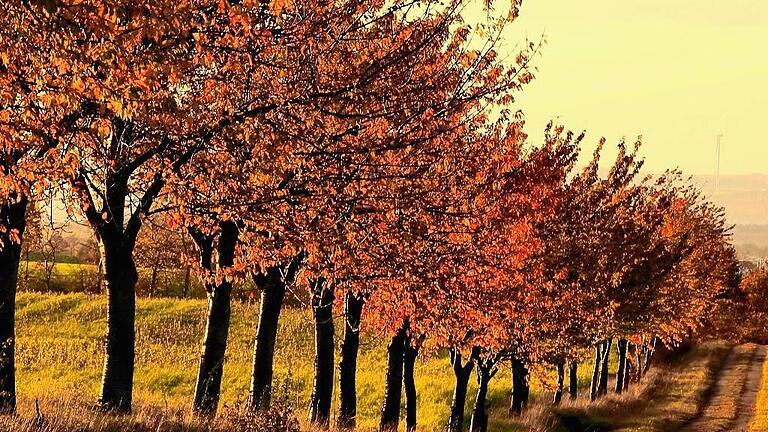 „Ein wundervoller herbstlicher Samstag im November, der die Natur erhebt“, schreibt Günther Fischer, aufgenommen bei Castell. „Ein wundervoller herbstlicher Samstag im November, der die Natur erhebt“, schreibt Günther Fischer, aufgenommen bei Castell.