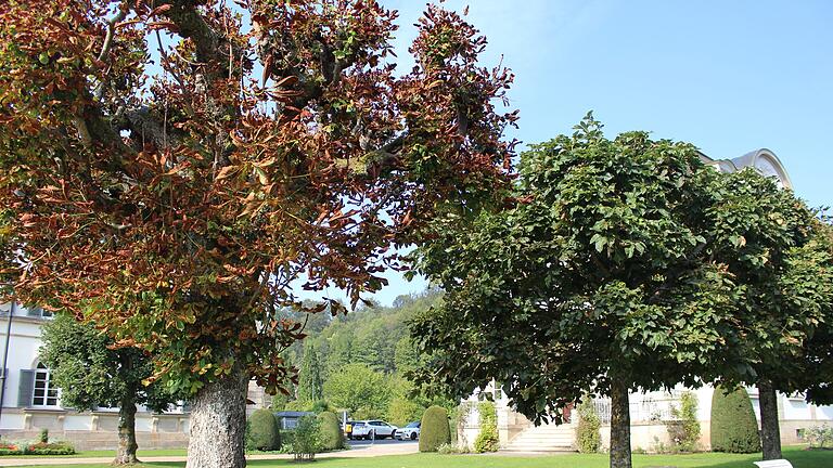 Pilzbefall bei den Kastanien im Staatsbad Bad Brückenau. Weniger betroffen davon sind die Rotkastanien (rechts). - Pilzbefall bei den Kastanien im Staatsbad Bad Brückenau. Weniger betroffen davon sind die Rotkastanien (rechts). Pilzbefall bei den Kastanien im Staatsbad Bad Brückenau. Weniger betroffen davon sind die Rotkastanien (rechts). - Pilzbefall bei den Kastanien im Staatsbad Bad Brückenau. Weniger betroffen davon sind die Rotkastanien (rechts).