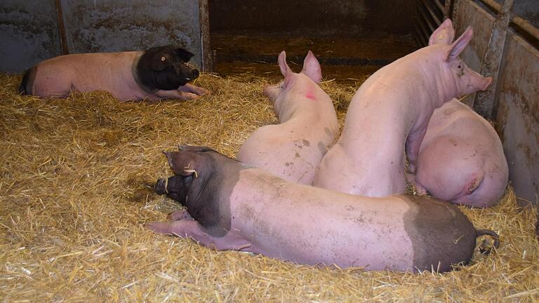Das Fleisch seiner Strohschweine, darunter auch schwäbisch-hällische Schweine, vermarktet Landwirt Michael Reck über seinen Hofladen. Das Fleisch seiner Strohschweine, darunter auch schwäbisch-hällische Schweine, vermarktet Landwirt Michael Reck über seinen Hofladen.