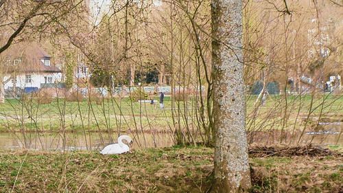 Brutzeit für Schwäne beginnt wieder - Bad Kissingen (svd) Pünktlich wie schon in den beiden Vorjahren bereitet sich das Bad Kissinger Schwanenpärchen gerade zum dritten Mal auf Nachwuchs vor. „Seit gut einer Woche sitzt das Weibchen auf ihrer Mäander-Insel“, bestätigt Schwanenvater Siegfried Wolf. Dicht neben den Resten des alten Nestes hat es begonnen, ein neues zu bauen. Am Wochenende hat Wolf ihr etwas Stroh und anderes Nistmaterial gebracht. Wenn das Schwanenpaar den üblichen Zeitplan einhält, werde in einer Woche das erste Ei im Nest liegen, ist der Schwanenvater sicher. „Ich merke es immer daran, wenn nicht mehr beide gemeinsam zur Fütterung kommen, sondern sich abwechseln.“ Nach sechs Wochen, also etwa Mitte Mai, werden dann die Jungen schlüpfen. Brutzeit für Schwäne beginnt wieder - Bad Kissingen (svd) Pünktlich wie schon in den beiden Vorjahren bereitet sich das Bad Kissinger Schwanenpärchen gerade zum dritten Mal auf Nachwuchs vor. „Seit gut einer Woche sitzt das Weibchen auf ihrer Mäander-Insel“, bestätigt Schwanenvater Siegfried Wolf. Dicht neben den Resten des alten Nestes hat es begonnen, ein neues zu bauen. Am Wochenende hat Wolf ihr etwas Stroh und anderes Nistmaterial gebracht. Wenn das Schwanenpaar den üblichen Zeitplan einhält, werde in einer Woche das erste Ei im Nest liegen, ist der Schwanenvater sicher. „Ich merke es immer daran, wenn nicht mehr beide gemeinsam zur Fütterung kommen, sondern sich abwechseln.“ Nach sechs Wochen, also etwa Mitte Mai, werden dann die Jungen schlüpfen.