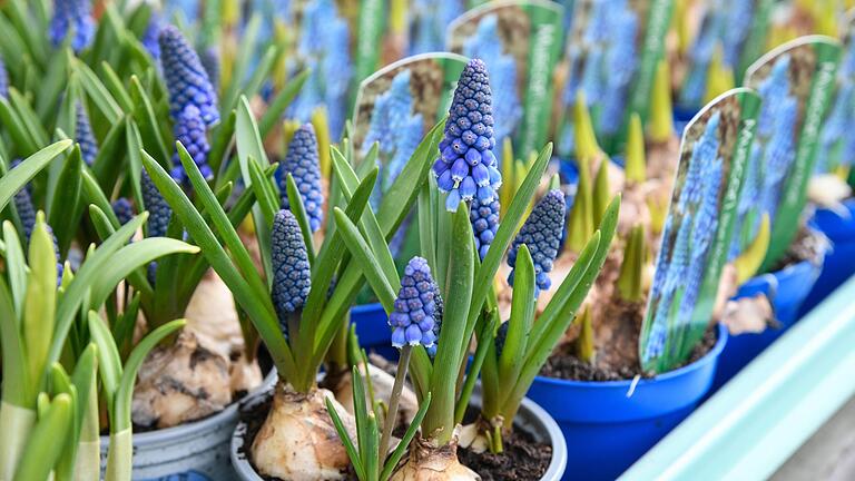 Die Muscari oder auch Traubenhyazinthe öffnet ihre kleinen kelchförmigen Blüten von unten nach oben. Die Muscari oder auch Traubenhyazinthe öffnet ihre kleinen kelchförmigen Blüten von unten nach oben.
