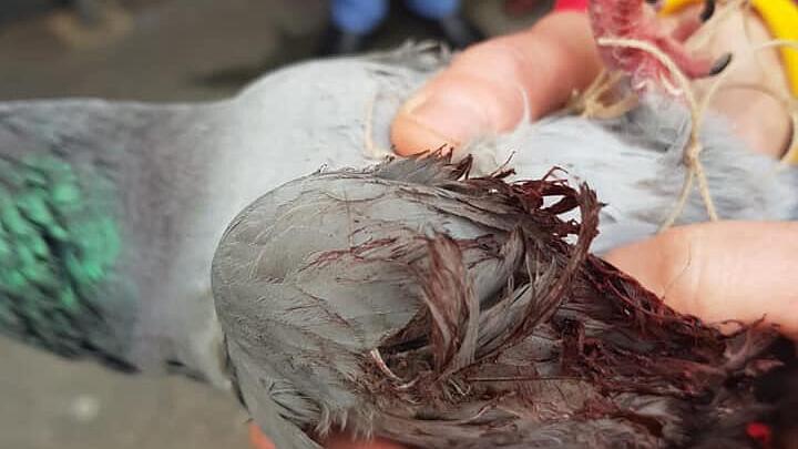 Mit schwersten Verletzungen haben Tierschützer die gerettete Taube zum Tierarzt gebracht. Sie hatte sich in dem Netz verfangen, musste herausgeschnitten werden. Mit schwersten Verletzungen haben Tierschützer die gerettete Taube zum Tierarzt gebracht. Sie hatte sich in dem Netz verfangen, musste herausgeschnitten werden.