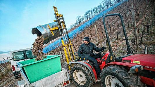 Alles muss während der Eisweinlese schnell gehen: Der Winzer Mathias Rippstein lädt das Eisweingut in die Wanne ein. Alles muss während der Eisweinlese schnell gehen: Der Winzer Mathias Rippstein lädt das Eisweingut in die Wanne ein.