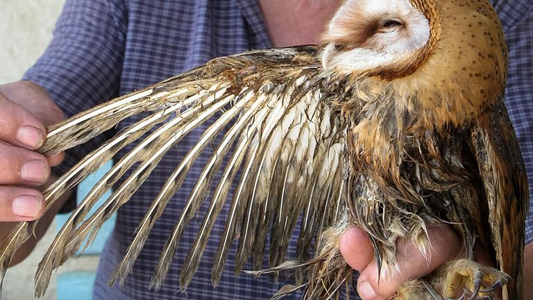 Anfang August 2015 bekam Robert Endres diese Schleiereule, die aus einer Güllegrube gerettet wurde. Anfang August 2015 bekam Robert Endres diese Schleiereule, die aus einer Güllegrube gerettet wurde.