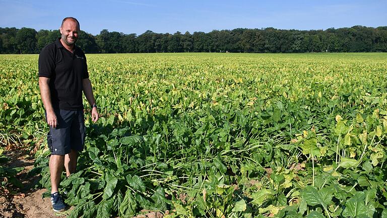 Landwirt Sebastian Fenner auf seinem Acker bei Gelchsheim, auf dem Saatguthersteller SESVanderHave Sortenversuche durchführt. Die Rüben, die unter einem Zelt vor er Glasflügelzikade geschützt waren, sind gesund, während sie nebenan deutlich vergilbt sind. Landwirt Sebastian Fenner auf seinem Acker bei Gelchsheim, auf dem Saatguthersteller SESVanderHave Sortenversuche durchführt. Die Rüben, die unter einem Zelt vor er Glasflügelzikade geschützt waren, sind gesund, während sie nebenan deutlich vergilbt sind.