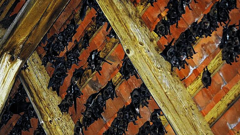 In der Wochenstube steht Welt Kopf