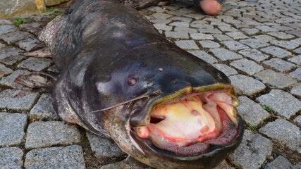 Einen Riesen-Wels mit 2,18 Metern Länge und einem Gewicht von 52,5 Kilo Gewicht hat Angler Janik Lubej aus dem Main bei Randersacker gefischt.