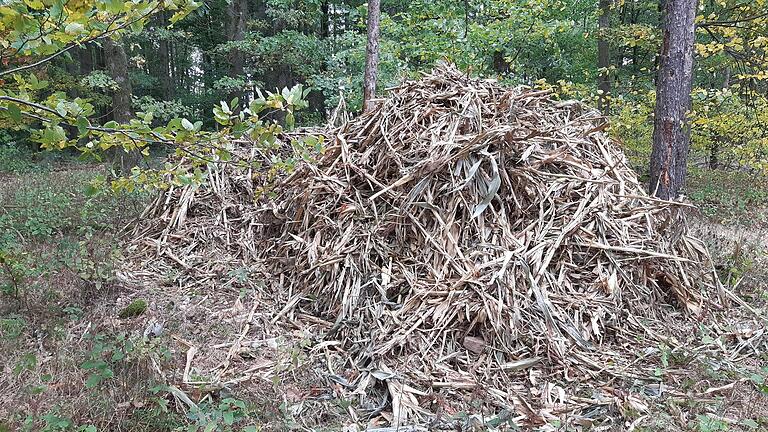 Maisablagerung im Wiesenfelder Wald.